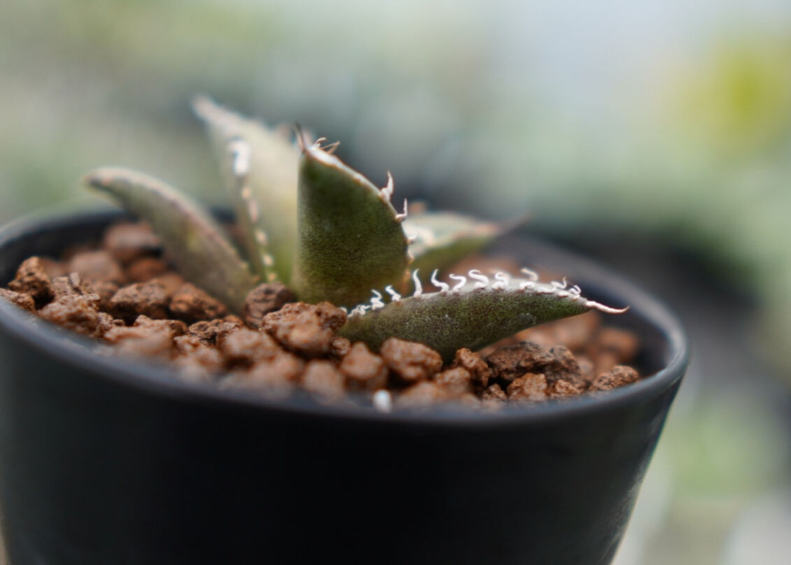 フィリグリー　コンパクト　ボール形状　親株販売 fit=scale-down,w=1200