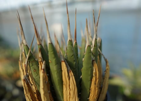 アガベ　ユタエンシス　Agave uthaensis　No.2