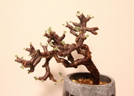 ペラルゴニウム　ミラビレ　Pelargonium mirabile