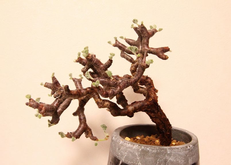 ペラルゴニウム ミラビレ Pelargonium mirabile | mana's farm