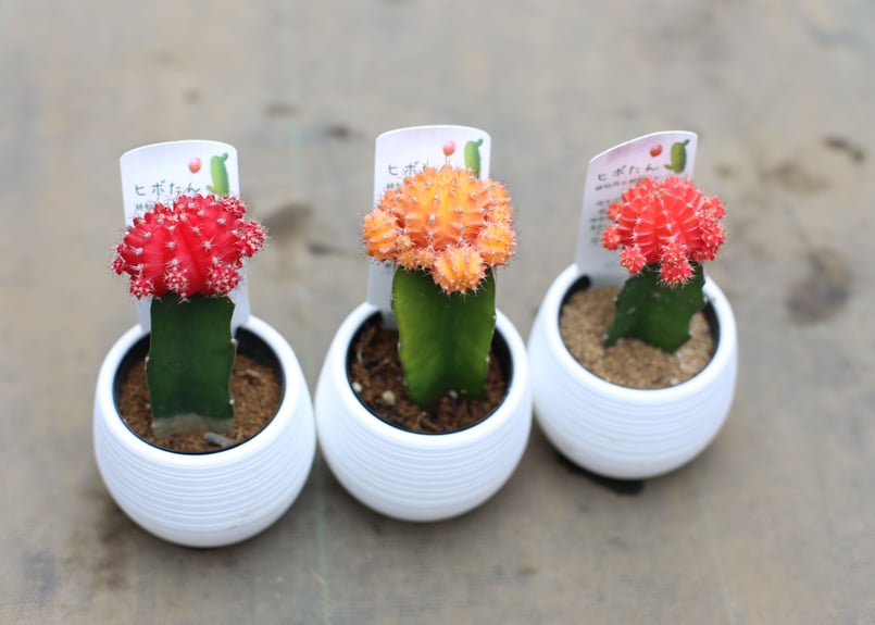 サボテンセット | mana's farm:塊根植物・アガベ・ドライガーデン植物