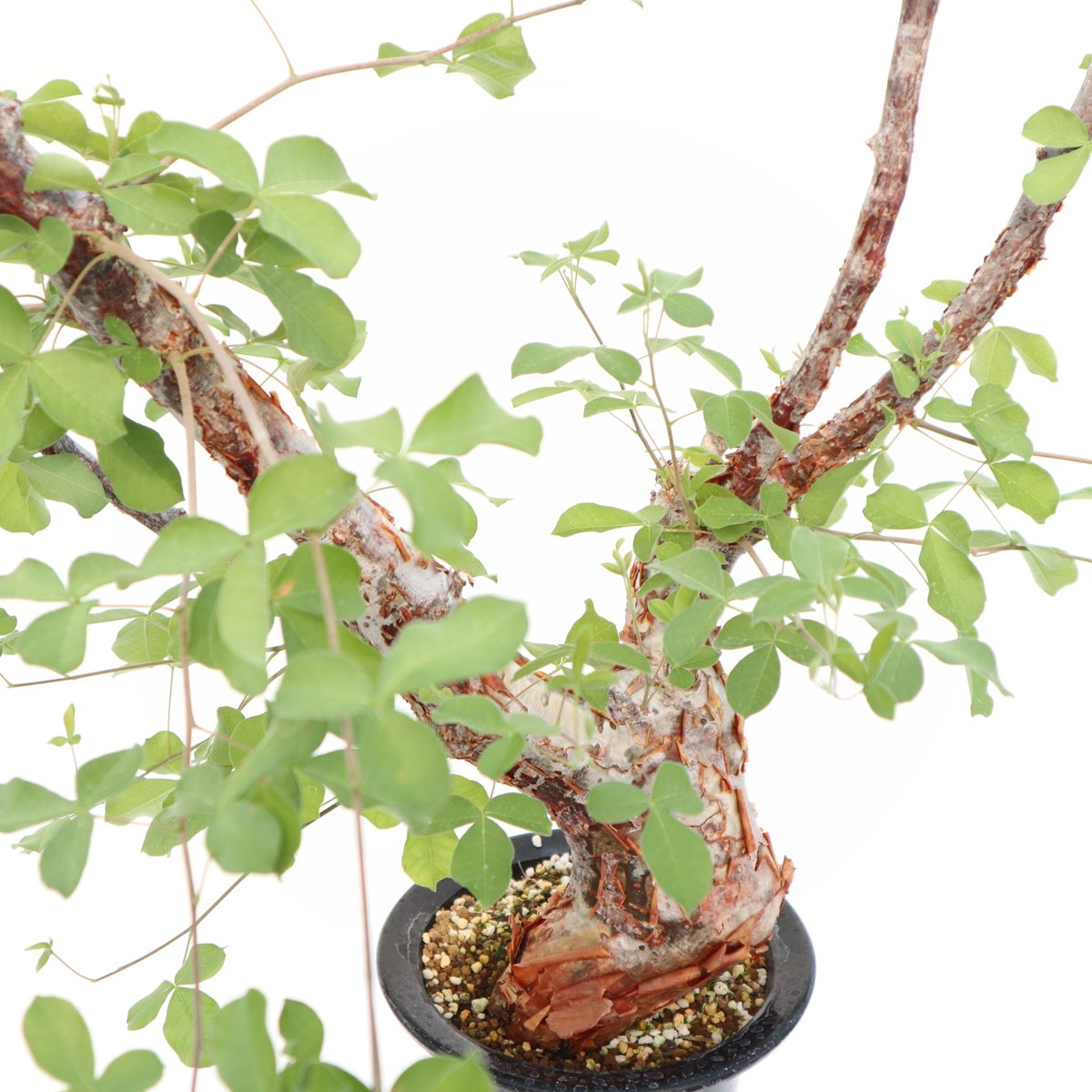 コミフォラ オルビクラリス | mana's farm:塊根植物・アガベ・ドライ