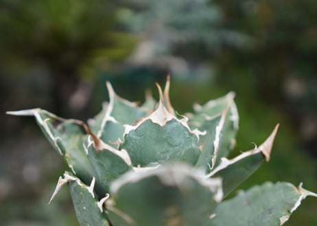 Agave titanota 白鯨 C NO.3