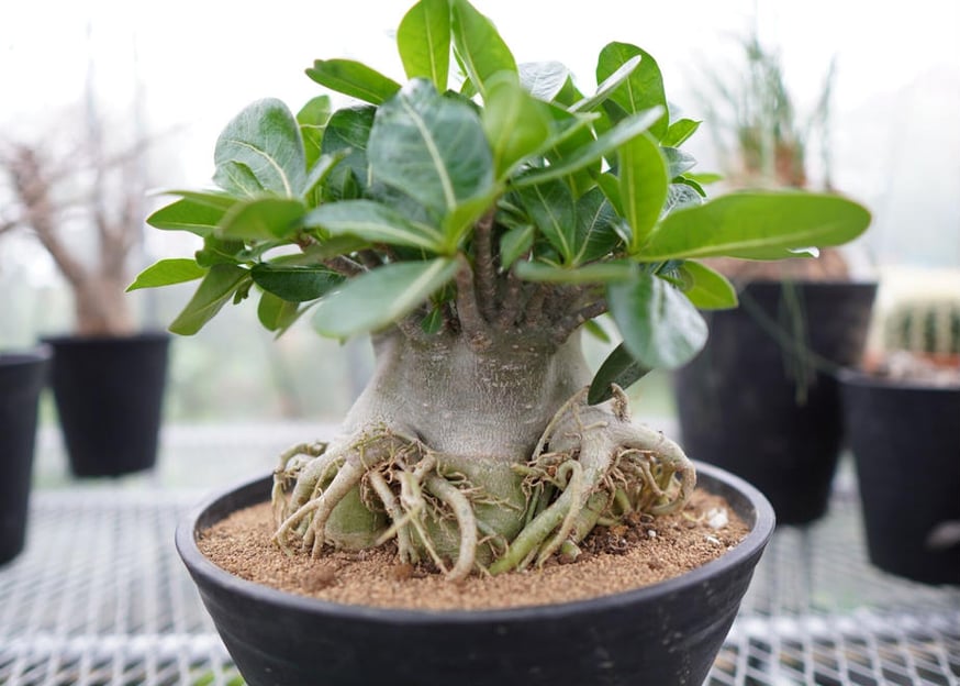 人気急上昇中】塊根植物ってなに？ | mana's farm:塊根植物・アガベ
