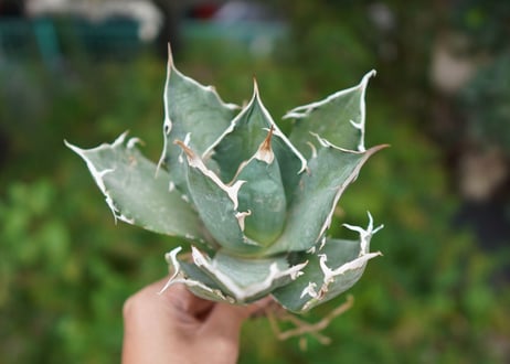 Agave titanota 白鯨 A NO.10