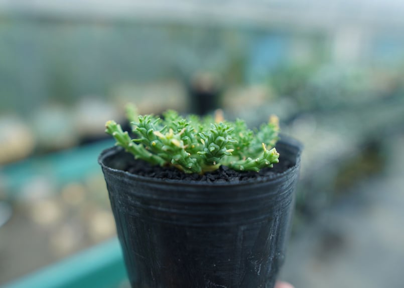 ユーフォルビア ゴルゴニス ユーフォルビア・ゴルゴニス（Euphorbia gorgonis）の育て方