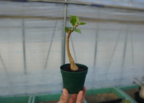 フィカス パルメリー Ficus palmeri  No.1