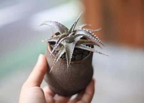 CATEGORY ディッキア | mana's green:塊根植物販売|マナズグリーン CATEGORY ディッキア | mana's green:塊根植物販売|マナズグリーン