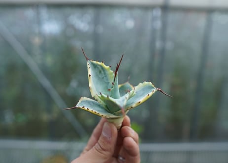 【抜き苗】アガベ 怒雷神錦　Agave potatorum verschaffeltii  No.2