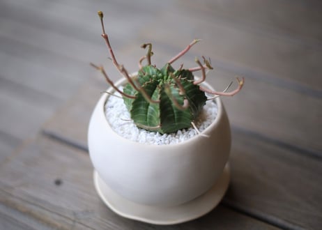 ユーフォルビア　バリダ　Euphorbia valida