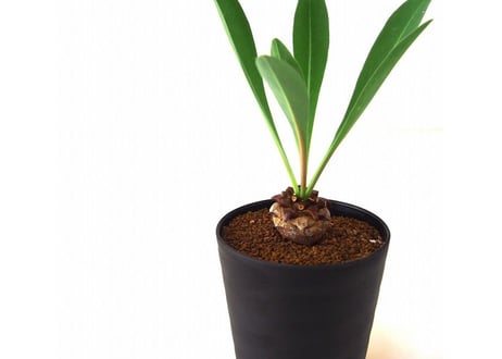 Euphorbia bupleurifolia 鉄甲丸  №２