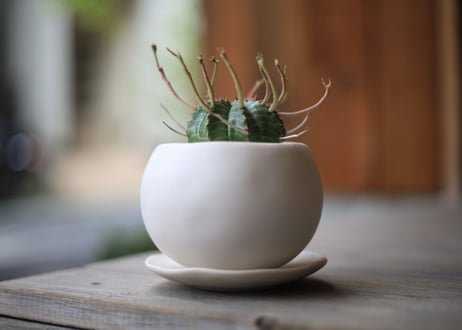 ユーフォルビア　バリダ　Euphorbia valida
