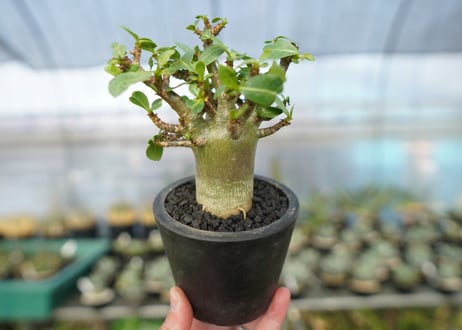 アデニウム　Adenium　No.10