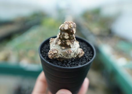 ドルステニア フォエチダ Dorstenia foetida　No.3