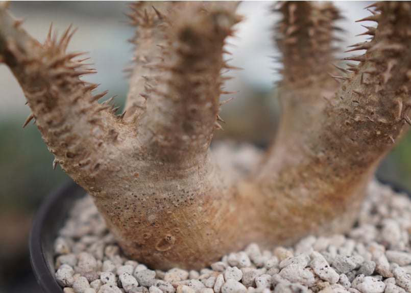 パキポディウム デンシフローラム | mana's farm:塊根植物・アガベ