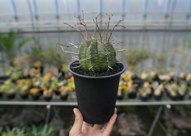 ユーフォルビア スーパーバリダ Euphorbia super valida No.2 |