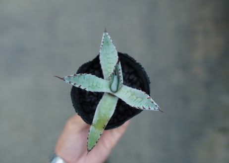 アガベ　屈原の舞扇 Agave 'Kutsugen no Maiougi'   No.2