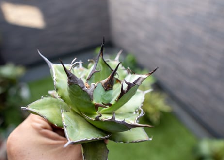 Agave ハデス 黒獄 Ｂ NO.2    (G)