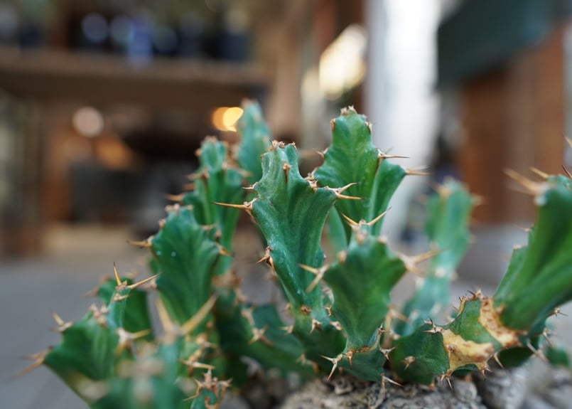 Euphorbia clavigera - ユーフォルビア クラビゲラ isla del pescado - Euphorbia clavigera-ユーフォルビア