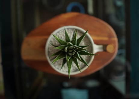 十二の巻　Haworthia fasciata