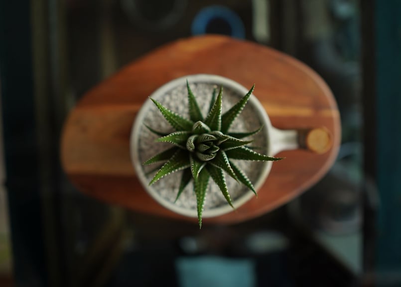 十二の巻 Haworthia fasciata | mana's farm:塊根植物・アガベ・