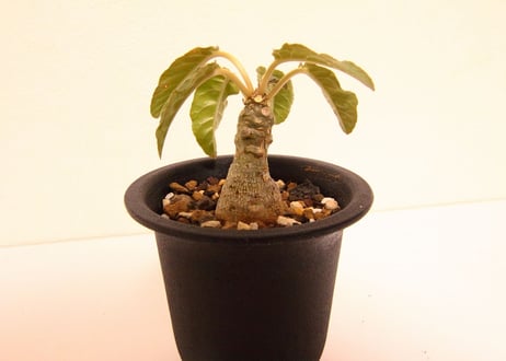 ドルステニア　フォエチダ　Dorstenia foetida