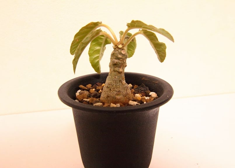 ドルステニア フォエチダ Dorstenia foetida | mana's farm:塊根