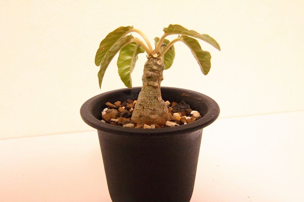 ドルステニア フォエチダ Dorstenia foetida | mana's farm:塊根