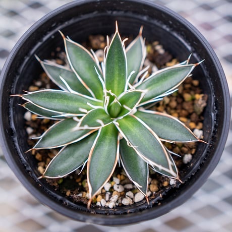 ホワイトストライプ | STORES