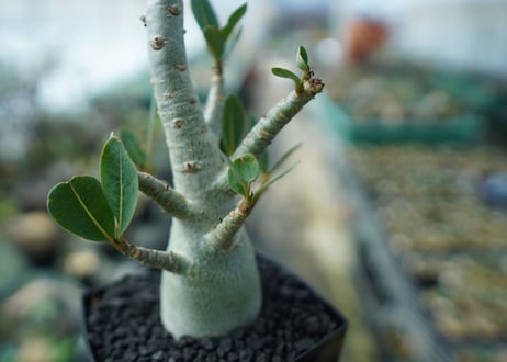 アデニウム　Adenium　No.10