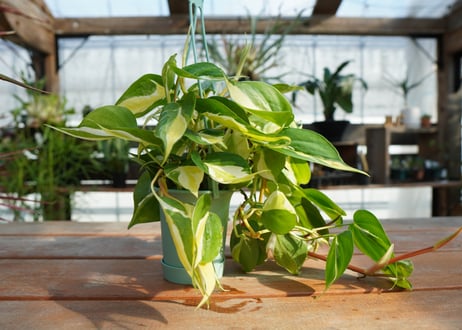 フィロデンドロン　クリームスプラッシュ　Philodendron cream splash