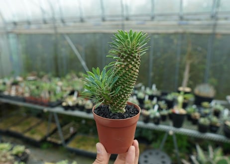 ユーフォルビア　ソテツキリン "パイナップルコーン"　Euphorbia sotetsukirin  No.2