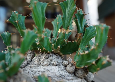 ユーフォルビア　クラビゲラ　Euphorbia clavigera