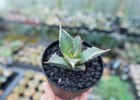 アガベ　チタノタ　FO-76　Agave titanota  FO-76　No.8