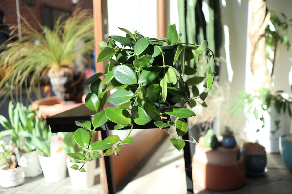 希少！レア！エスキナンサス モナリザ 初心者◎ うくっ 