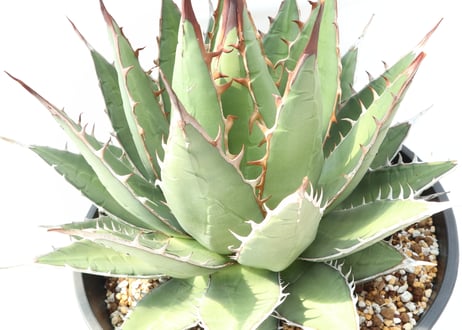 Agave purpusorum syn A horrida ssp perotensis