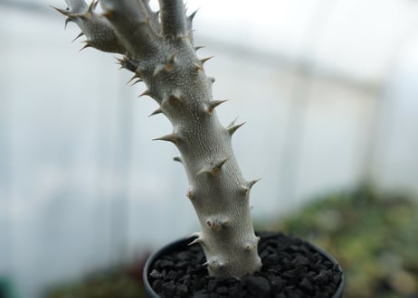 パキポディウム　デンシフローラム　Pachypodium densiflorum　No.4