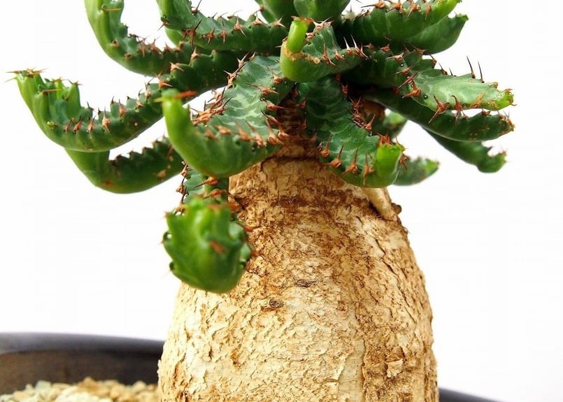 ユーフォルビア ステラータ 飛竜 Euphorbia stellata | mana's f