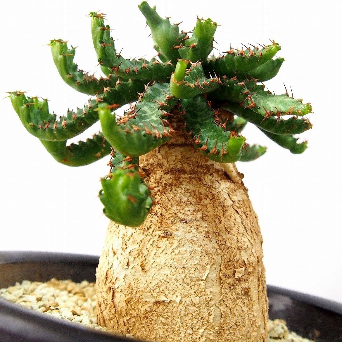 ユーフォルビア ステラータ 飛竜 Euphorbia stellata | mana's f