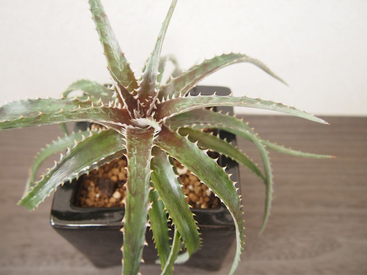 ディッキア Dyckia (reitzii rubra X Arizona) X goehri