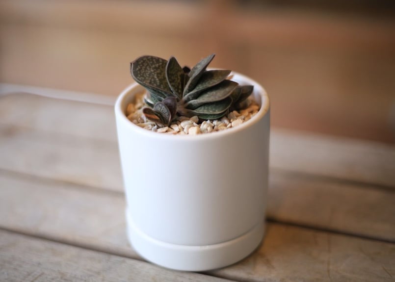 多肉植物　ガステリア子宝錦 ガステリア 子宝錦 - 多肉植物 人気の多肉植物 多種類の多肉植物通販