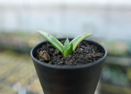 アガベ　シャークスキン Agave Sharkskin No.2