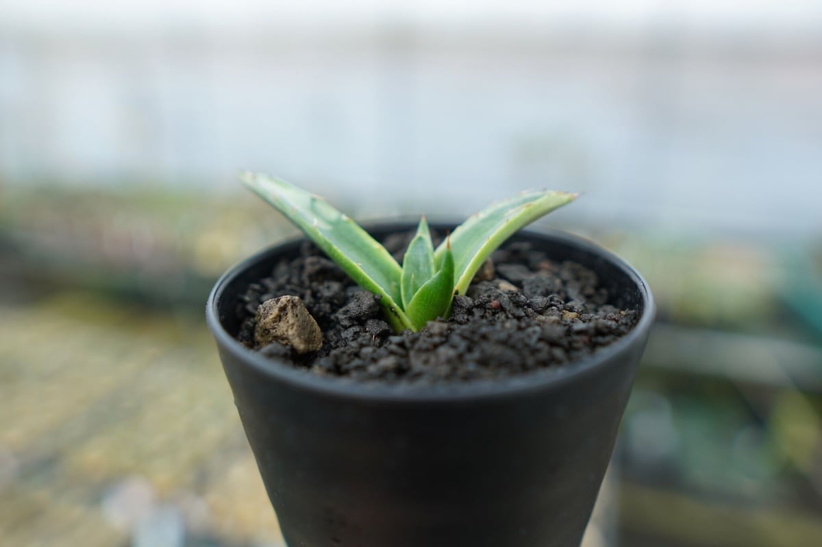#92 アガベシャークスキンAgave 'Sharkskin' （子株有り） アガベ ニグラ ' シャークスキン ' Agave ×nigra ' Sharkskin