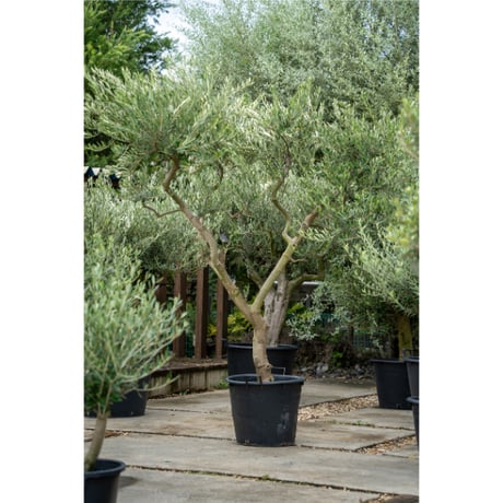 国産オリーブ ネバディロブランコ　No.4