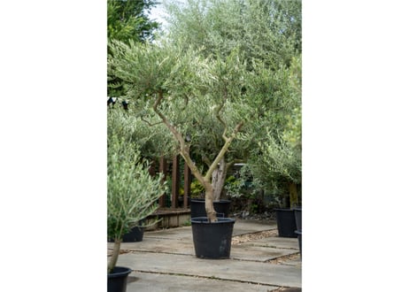 ソウラボアガベ　mana's farm ４周年祭限定アイテム ソウラボx マナズファーム Kabusemono アガベ 4周年 限定品