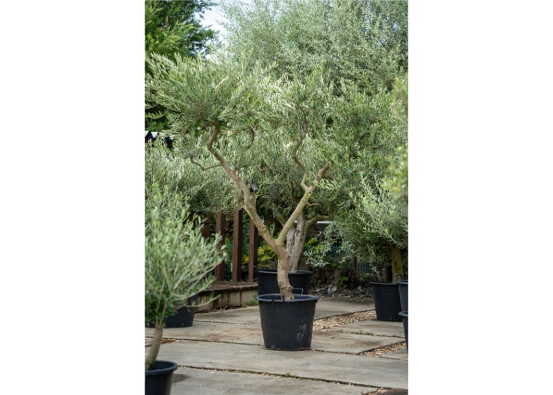 国産オリーブ ネバディロブランコ No.4 | mana's farm:塊根植物