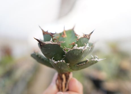 agave titanota  FO-76　No.7