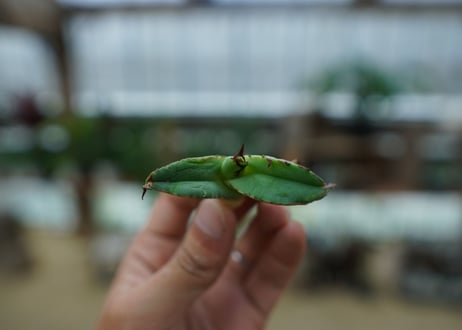 アガベ　チタノタ　黒火焔　agave titanota Black fire
