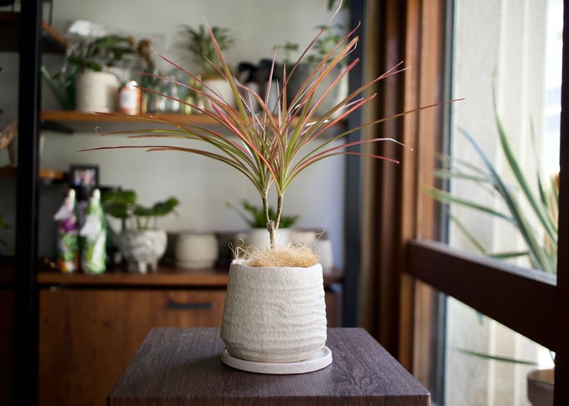 ドラセナ | mana's farm:塊根植物・アガベ・ドライガーデン植物販売