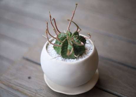 ユーフォルビア　バリダ　Euphorbia valida